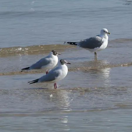 Stranddistel