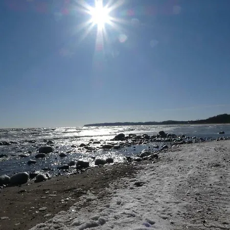 Stranddistel Baabe